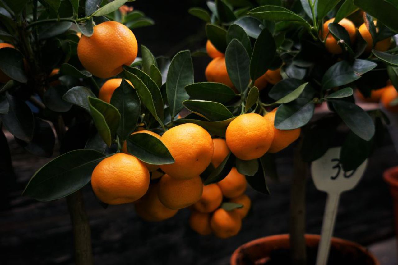 Sadnice mandarina