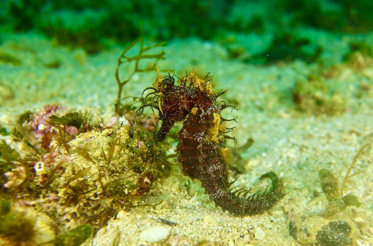 DIVING CENTER, RENTAL & ACCOMMODATION,  KRK