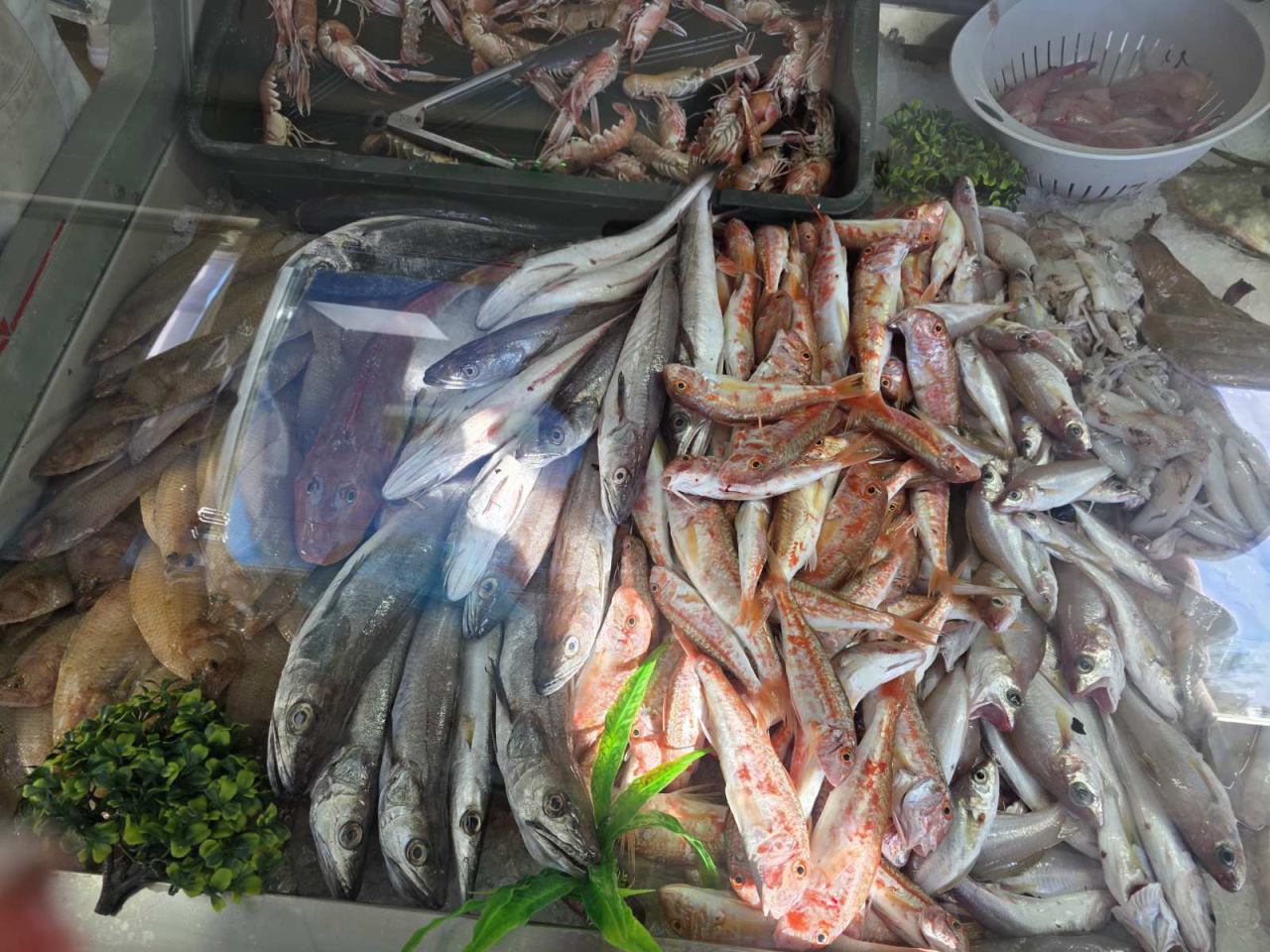 SVJEŽA RIBA, SRDELE I ŠKAMPI RIJEKA