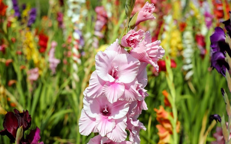 Koje se cvijeće sadi u proljeće - gladiola