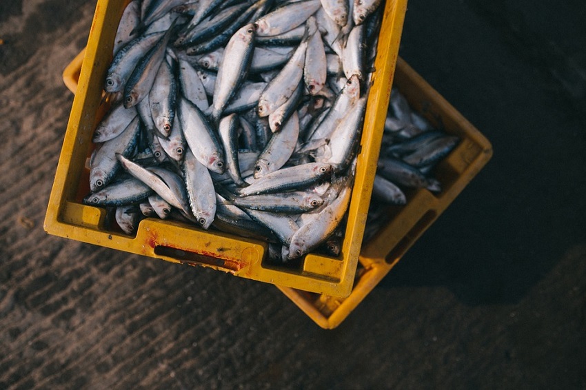 Mercato del pesce, Mali Lošinj