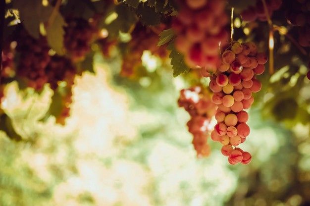 Vinari prijavite se na natječaj za promidžbu na tržištima trećih zemalja