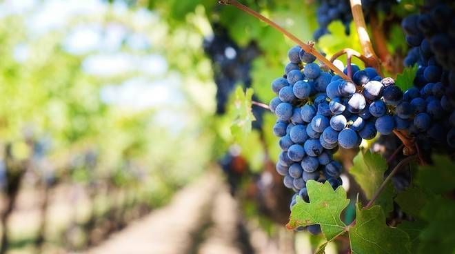 Objavljen natječaj za mjeru Restrukturiranje i konverzija vinograda