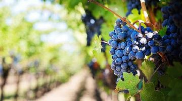 Objavljen natječaj za mjeru Restrukturiranje i konverzija vinograda
